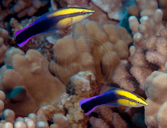 A-Lighter-Moment-cleaner-wrasse