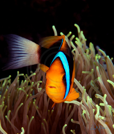 Anemone Clownfish at Home in Palau 12x12