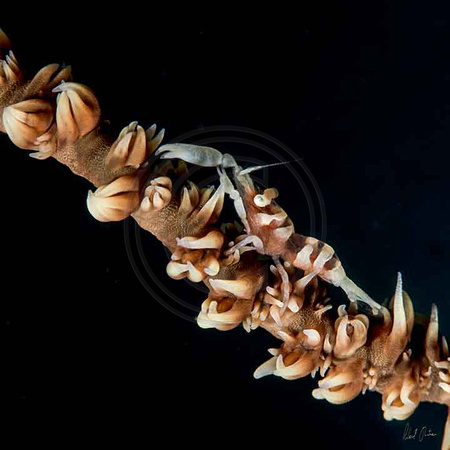 Wire-Coral-Shrimp