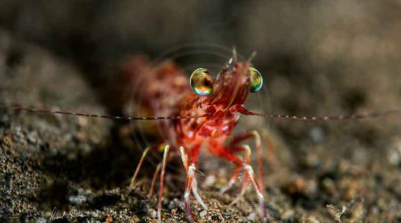 Red-Shrimp-Confidential
