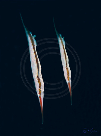 Shrimpfish Dumaguete 15x20