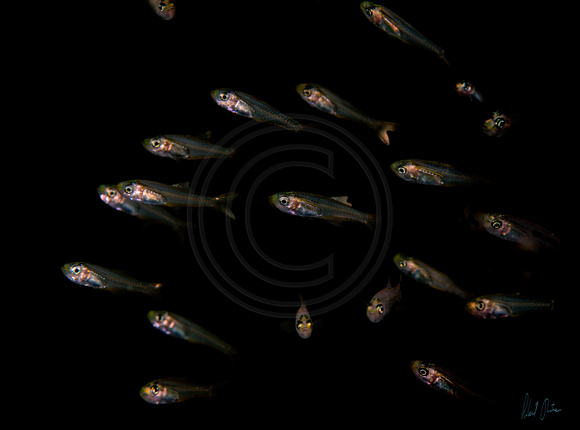 Tiny Fishes Dumaguete 22x16