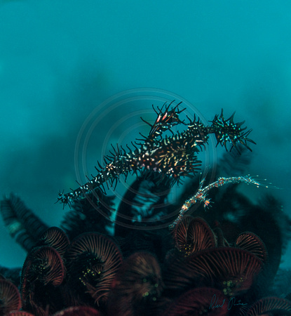 Ornate Ghost Pipefish Mr & Mrs at Home 22x24