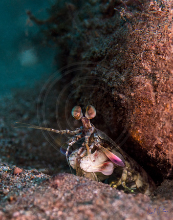 Mantis Moment Pink-eared Mantis 12x15