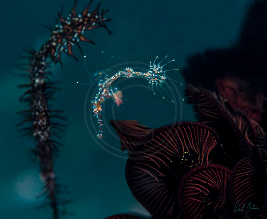 Ornate Ghost Pipefish Pair 20x16 or 30x24.5
