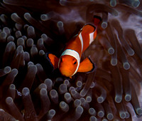 Anemone Clownfish Youth 12x12