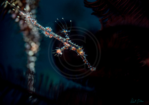 Ornate Ghost Pipefish Stud In the Pasture 24x16 or 30x20