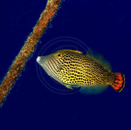Filefish Facing Left