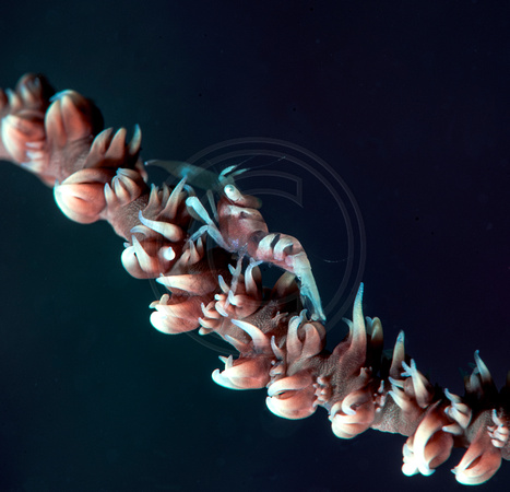 Wire Coral Shrimp 3