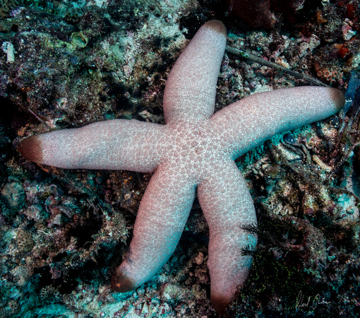 Starfish Apo Island 18x16