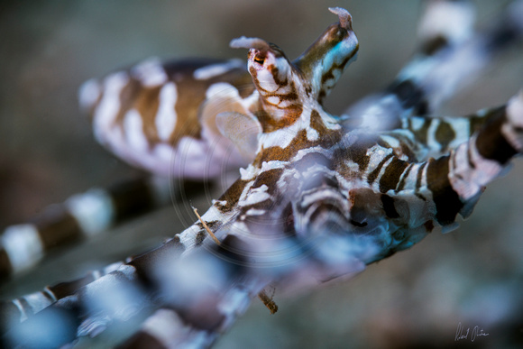 Mimic Octopus Flyby 24x16