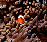 Clownfish Peekaboo, The Great Reef 16x16