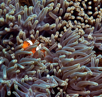 Clownfish Peekaboo 2 16x16