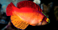 Flame Wrasse 11x14