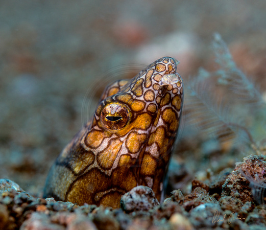 Napoleon Snake Eel with Droopy Nostril Dumaguete 18x16