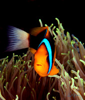 Anemone Clownfish at Home in Palau 12x12