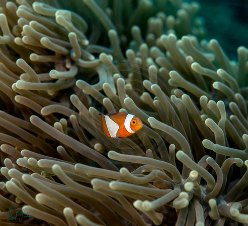 Anemonefish Youth at Home Dumaguete 18x16
