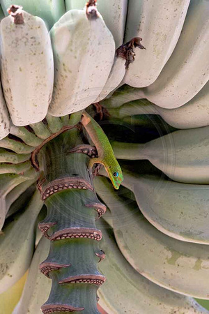 Madagascar-Banana-Life
