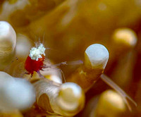 Mushroom-Coral-Shrimp