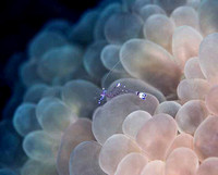 Sarasvati-Anemone-shrimp-on-Bubble-Coral