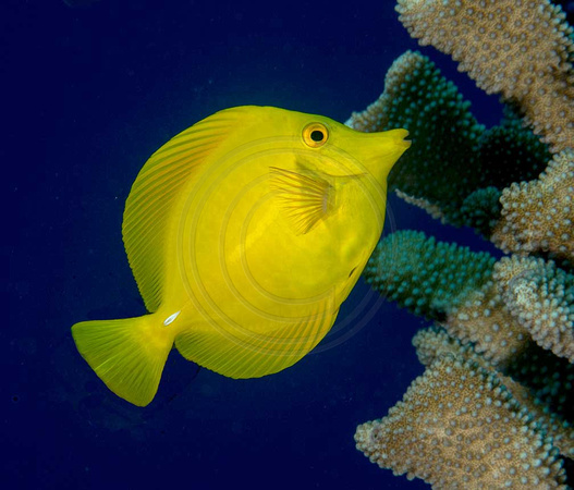 Yellow-Tang-HI-Reef-Function