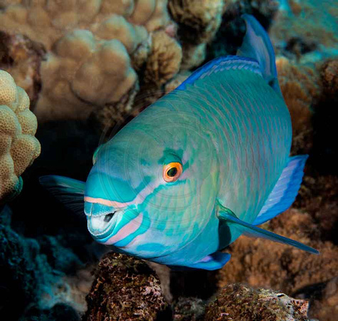 Parrotfish-Reef's-End