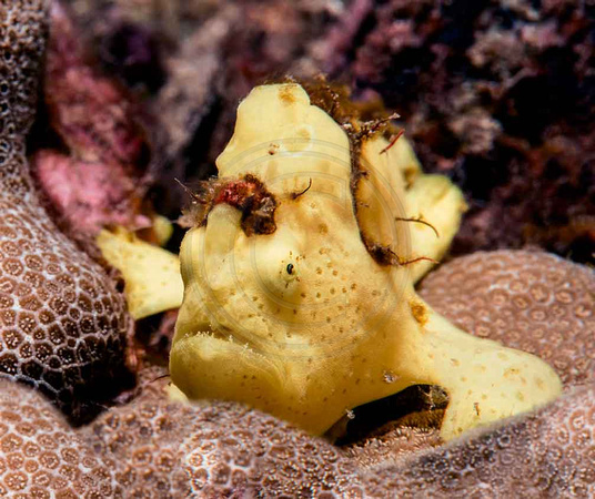 Frogfish-Baby-Are-You-My-Daddy-