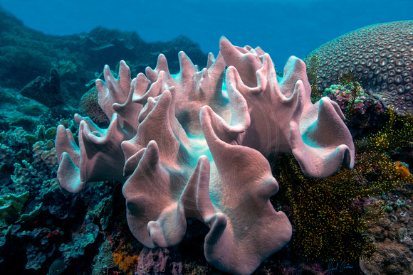 Lip Quiver Coral 17x25