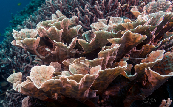 Apo Island Coral Cluster 22x14