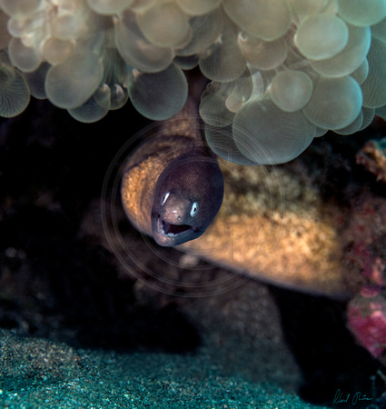 White Eye Moray Under Bubble Coral 18x18