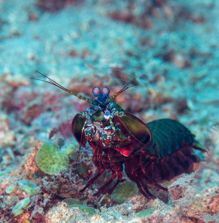 Mantis Shrimp Peacock Dumaguete 20x20