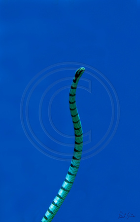 Sea Snake Siquijor 10x16