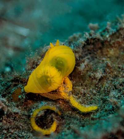 Yellow Dorid Nudibranch Spawn Dumaguete 12x13