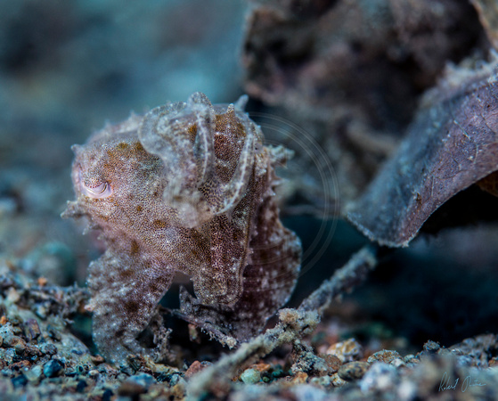 Cuttlefish Infant Dumaguete 14x11