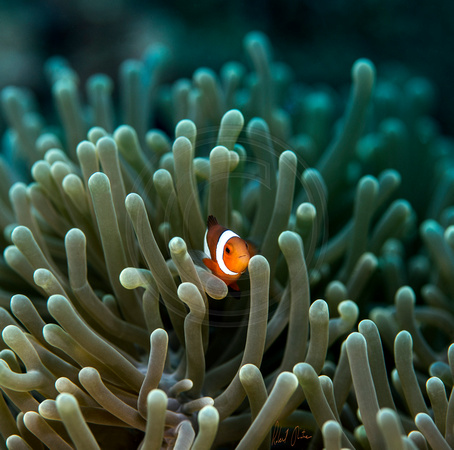Anemonefish at Home 2 Dumaguete 16x16