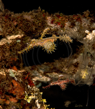 Ornate Ghost Pipefish The Royal Couple 24x28