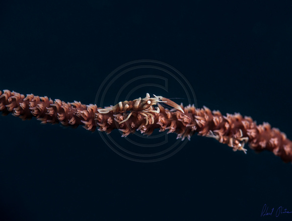 Wire Coral Shrimp Dumaguete 24x18