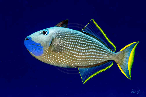 Gilded-Triggerfish-Middle