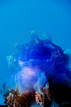 Jellyfish Siquijor 8x12 or 16x24