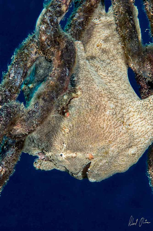 Frogfish-Unchained