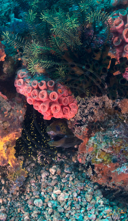 Reef Bouquet Apo Island 12x20