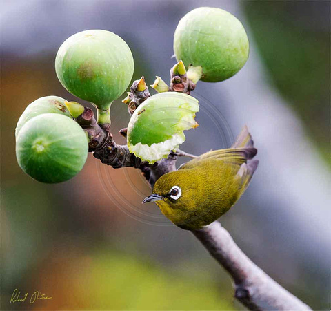 White-Eyes-in-the-Figs-A+-16x15