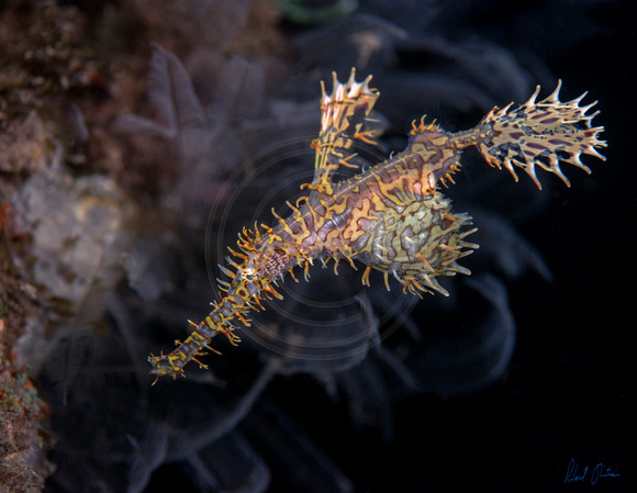 Ornate Ghost Pipefish Dream 24x18.5 or 30x24