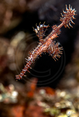 Ornate Ghost Pipefish Stud in Full Dorsal & Anal Flair 16x24