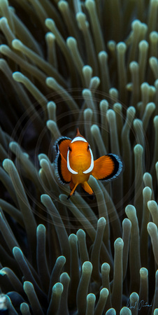 Anemone Clownfish Preteen 8x16 or 12x24