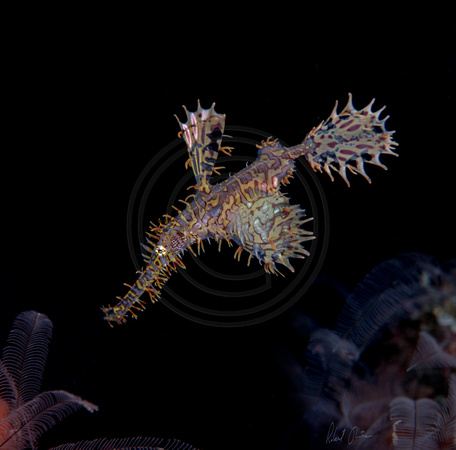 Ornate Ghost Pipefish Queen 20x20