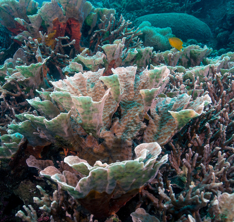 Apo Island Coral Petals 16x16