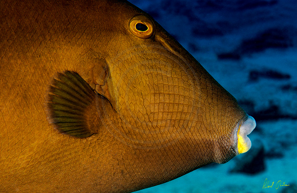 Triggerfish Pucker Up