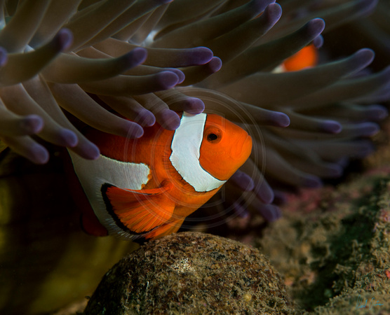 Anemone Clownfish Swirl 16x14