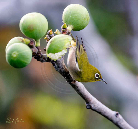 White-Eyes-in-the-Figs-2-A+-16x15